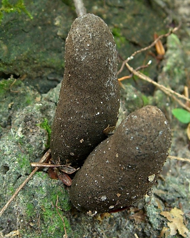 If You See THIS In The Woods Or Around Your Home Run Away From It ASAP! Here's Why... - picture 4