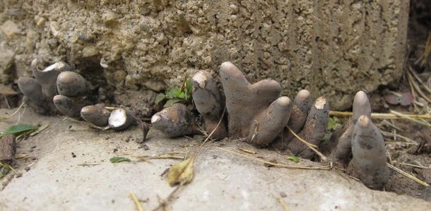 If You See THIS In The Woods Or Around Your Home Run Away From It ASAP! Here's Why... - picture 5