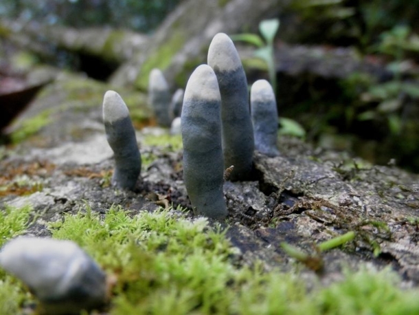 If You See THIS In The Woods Or Around Your Home Run Away From It ASAP! Here's Why... - picture 6