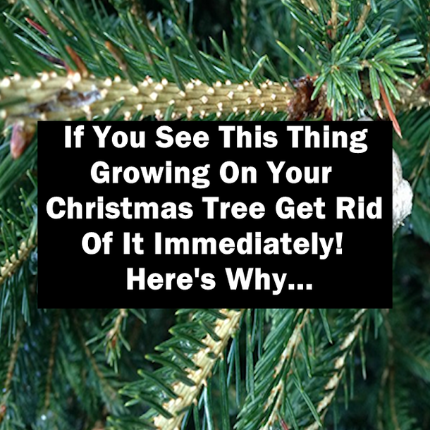 If You See This Thing Growing On Your Christmas Tree Get Rid Of It Immediately! Here's Why...