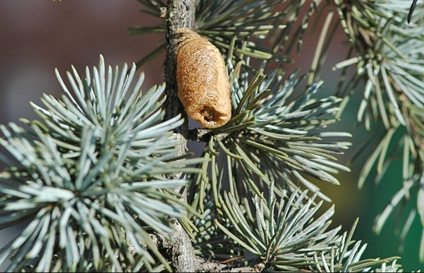 If You See This Thing Growing On Your Christmas Tree Get Rid Of It Immediately! Here's Why... - picture 2