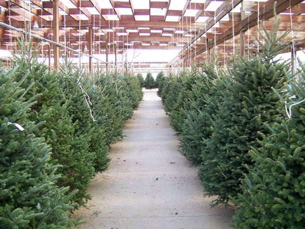 If You See This Thing Growing On Your Christmas Tree Get Rid Of It Immediately! Here's Why... - picture 3