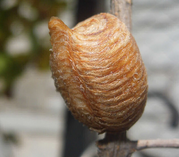 If You See This Thing Growing On Your Christmas Tree Get Rid Of It Immediately! Here's Why... - picture 8
