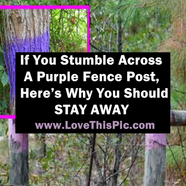 If You Stumble Across a Purple Fence Post, Here’s Why You Should STAY AWAY