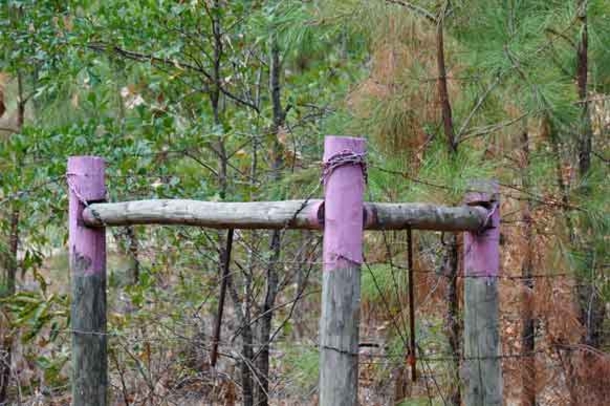 If You Stumble Across a Purple Fence Post, Here’s Why You Should STAY AWAY - picture 3
