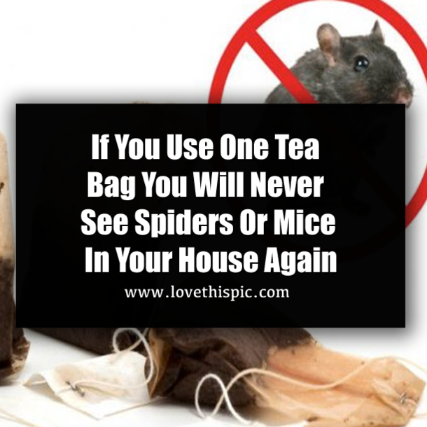 If You Use One Tea Bag You Will Never See Spiders Or Mice In Your House Again