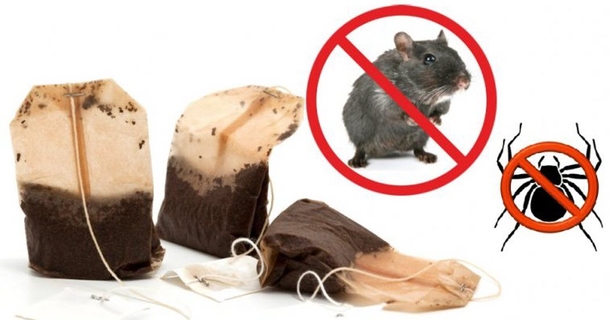 If You Use One Tea Bag You Will Never See Spiders Or Mice In Your House Again - picture 2