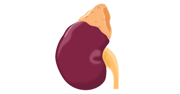 If You Want To Protect Your Kidneys, Don’t EVER DO This, This Information May Save Your Life! - picture 2