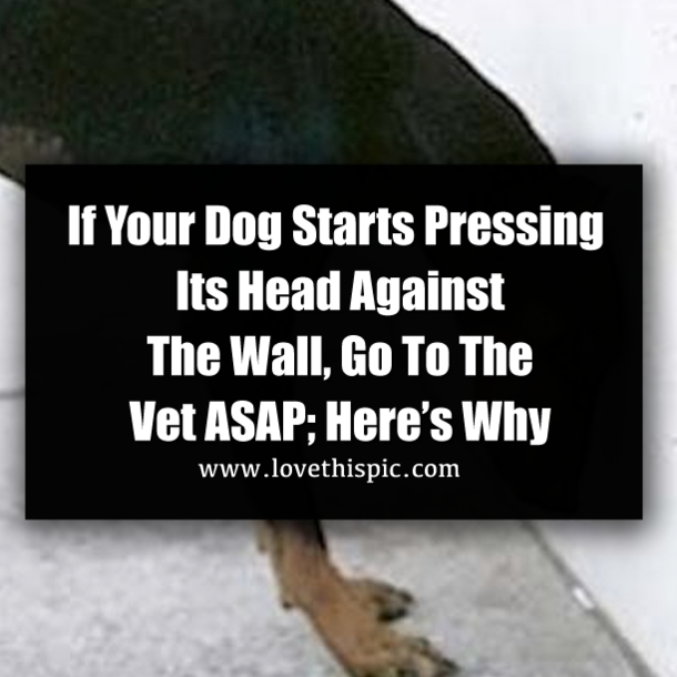 If Your Dog Starts Pressing Its Head Against The Wall, Go To The Vet ASAP; Here’s Why