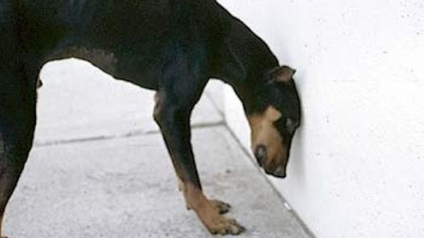 If Your Dog Starts Pressing Its Head Against The Wall, Go To The Vet ASAP; Here’s Why - picture 2