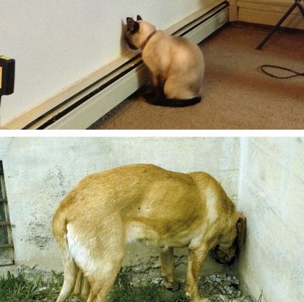 If Your Dog Starts Pressing Its Head Against The Wall, Go To The Vet ASAP; Here’s Why - picture 3