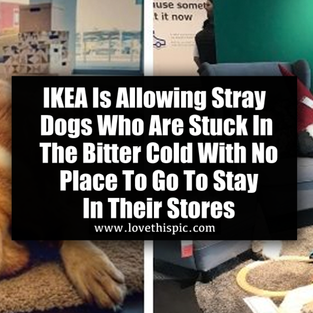 IKEA Is Allowing Stray Dogs Who Are Stuck In The Bitter Cold With No Place To Go To Stay In Their Stores