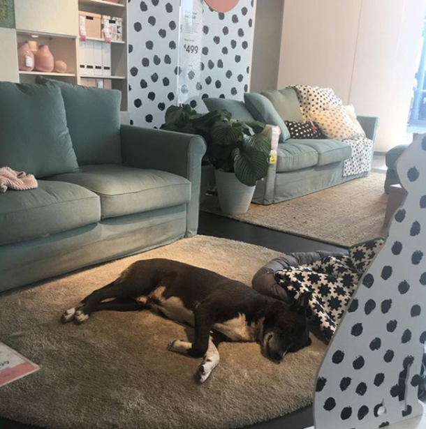 IKEA Is Allowing Stray Dogs Who Are Stuck In The Bitter Cold With No Place To Go To Stay In Their Stores - picture 2