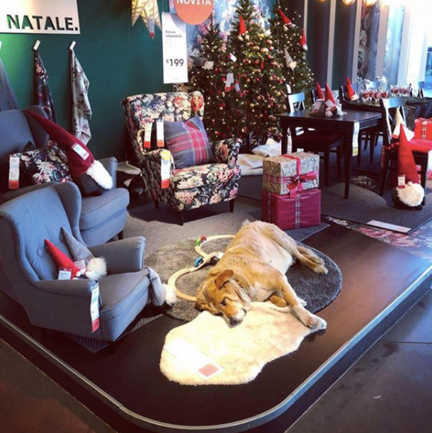 IKEA Is Allowing Stray Dogs Who Are Stuck In The Bitter Cold With No Place To Go To Stay In Their Stores - picture 3