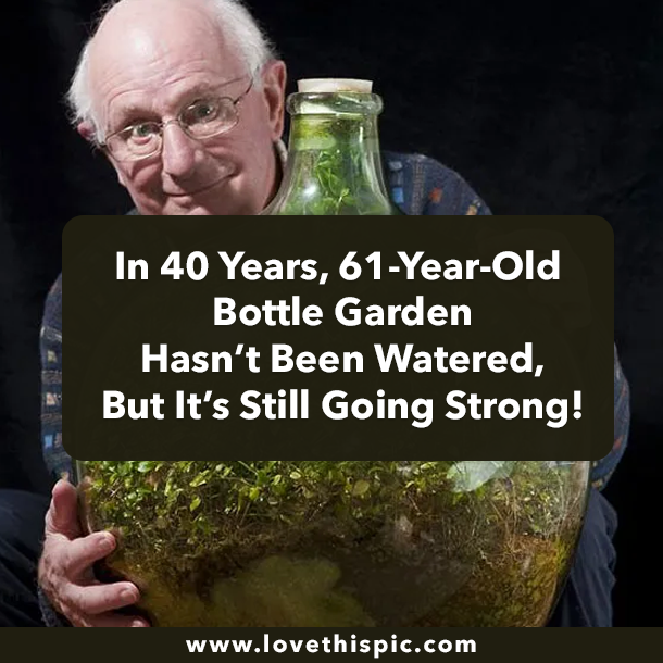In 40 Years, 61-Year-Old Bottle Garden Hasn’t Been Watered, But It’s Still Going Strong!