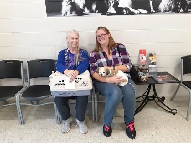In an heartwarming twist of fate, a lost dog joyfully reunites with his loved ones as they patiently wait to adopt a new feline companion. - picture 4