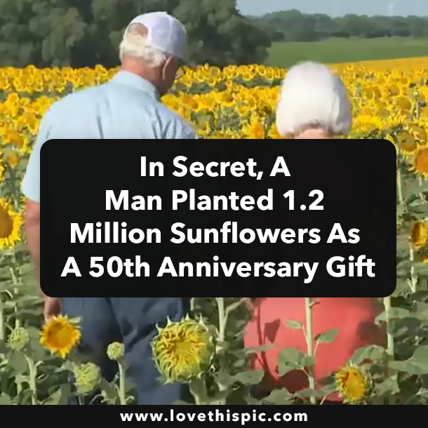In Secret, A Man Planted 1.2 Million Sunflowers As A 50th Anniversary Gift
