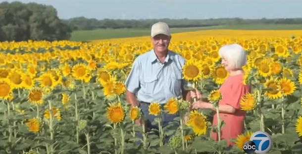 In Secret, A Man Planted 1.2 Million Sunflowers As A 50th Anniversary Gift - picture 2