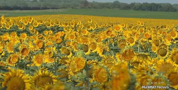 In Secret, A Man Planted 1.2 Million Sunflowers As A 50th Anniversary Gift - picture 3