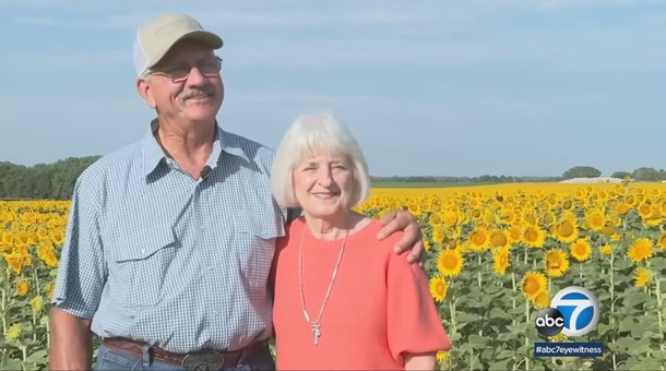 In Secret, A Man Planted 1.2 Million Sunflowers As A 50th Anniversary Gift - picture 4