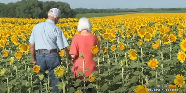In Secret, A Man Planted 1.2 Million Sunflowers As A 50th Anniversary Gift - picture 5