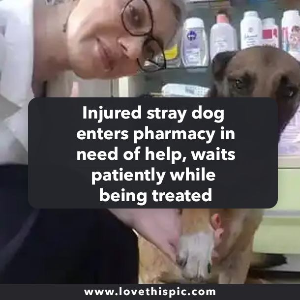 Injured stray dog enters pharmacy in need of help, waits patiently while being treated