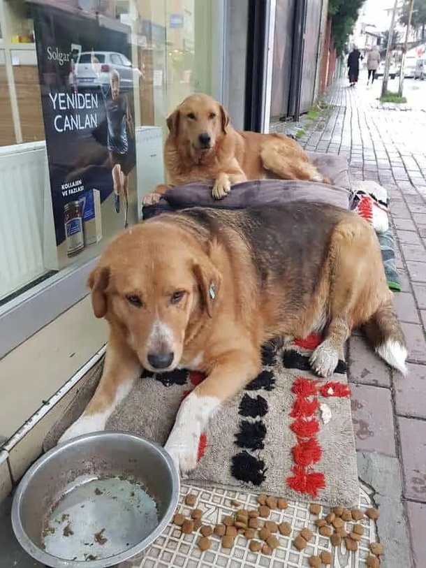 Injured stray dog enters pharmacy in need of help, waits patiently while being treated - picture 3