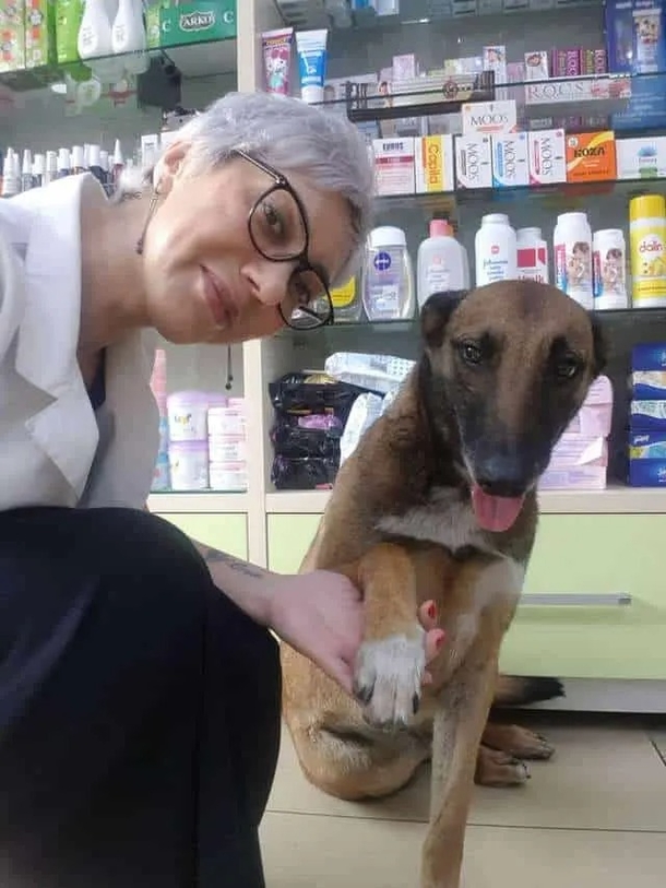 Injured stray dog enters pharmacy in need of help, waits patiently while being treated - picture 4