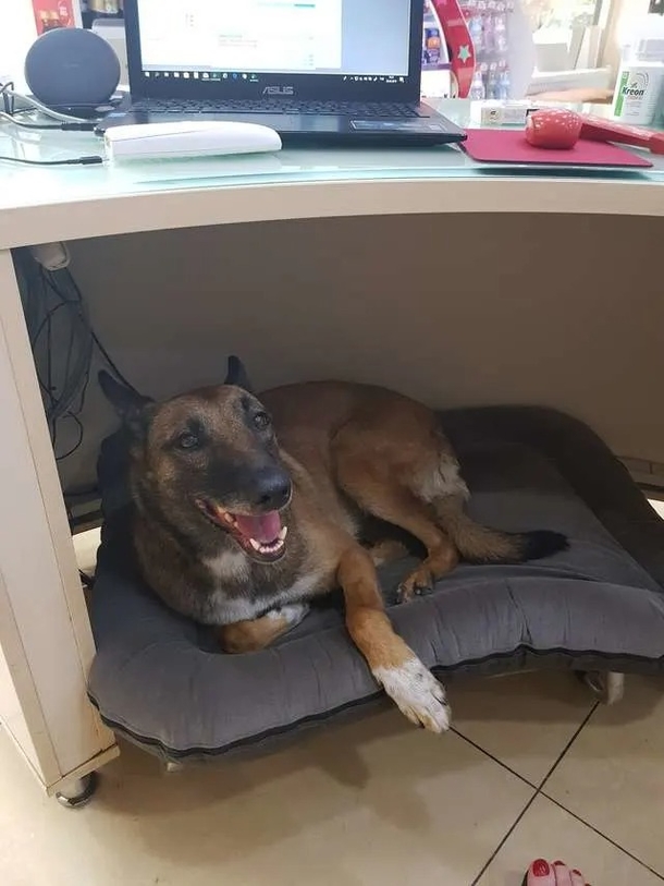 Injured stray dog enters pharmacy in need of help, waits patiently while being treated - picture 5