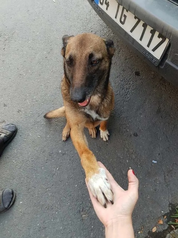 Injured stray dog enters pharmacy in need of help, waits patiently while being treated - picture 6