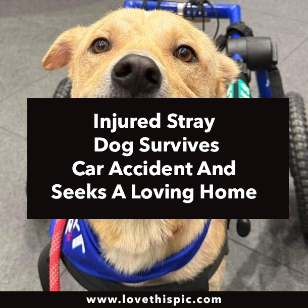 Injured Stray Dog Survives Car Accident And Seeks A Loving Home