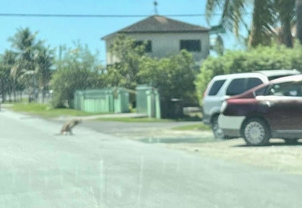 Injured Stray Dog Survives Car Accident And Seeks A Loving Home - picture 2