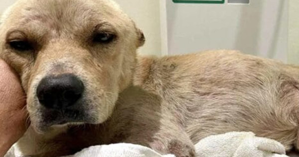 Injured Stray Dog Survives Car Accident And Seeks A Loving Home - picture 3