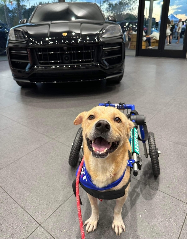 Injured Stray Dog Survives Car Accident And Seeks A Loving Home - picture 4