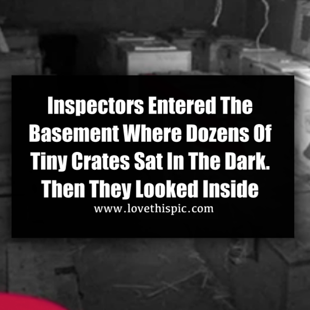 Inspectors Entered The Basement Where Dozens Of Tiny Crates Sat In The Dark. Then They Looked Inside
