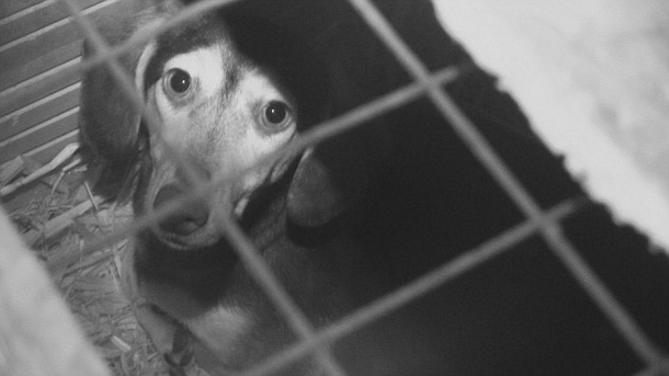 Inspectors Entered The Basement Where Dozens Of Tiny Crates Sat In The Dark. Then They Looked Inside - picture 4