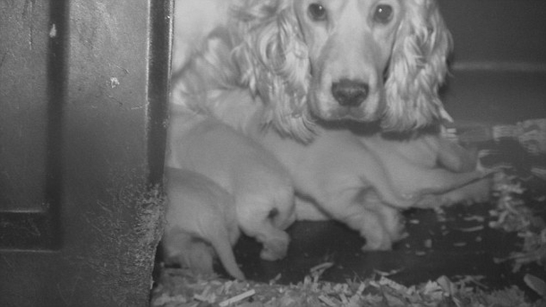 Inspectors Entered The Basement Where Dozens Of Tiny Crates Sat In The Dark. Then They Looked Inside - picture 6
