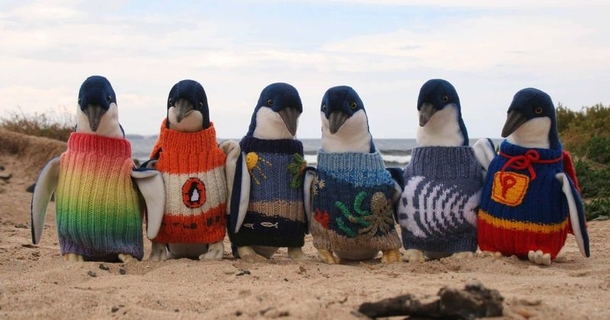 Inspiring: 109-year-old man uses his last years knitting tiny sweaters for injured penguins - picture 5