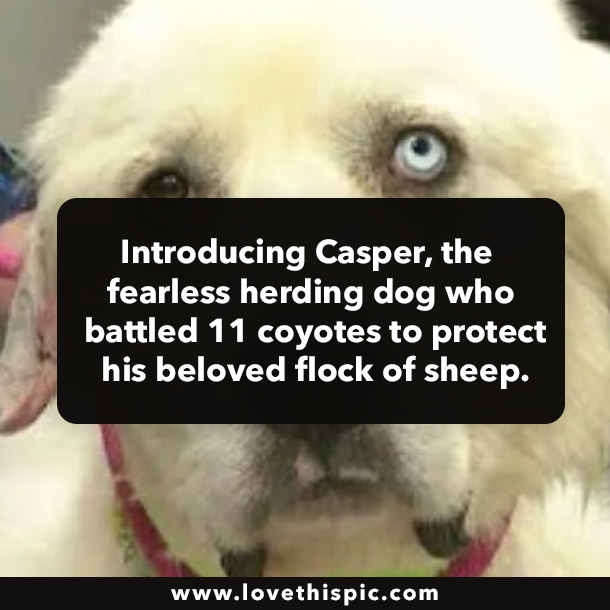 Introducing Casper, the fearless herding dog who battled 11 coyotes to protect his beloved flock of sheep.