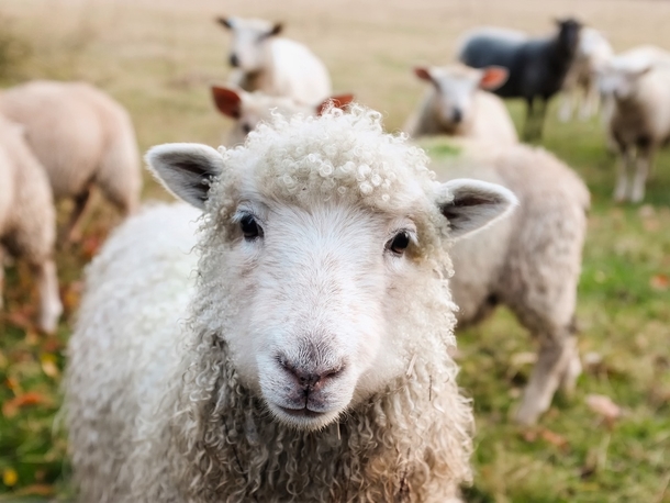 Introducing Casper, the fearless herding dog who battled 11 coyotes to protect his beloved flock of sheep. - picture 3