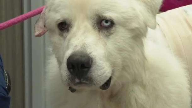 Introducing Casper, the fearless herding dog who battled 11 coyotes to protect his beloved flock of sheep. - picture 4