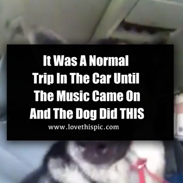 It Was A Normal Trip In The Car Until The Music Came On And The Dog Did THIS
