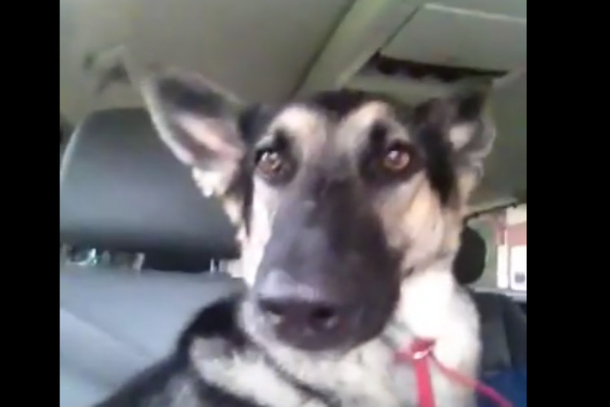 It Was A Normal Trip In The Car Until The Music Came On And The Dog Did THIS - picture 2