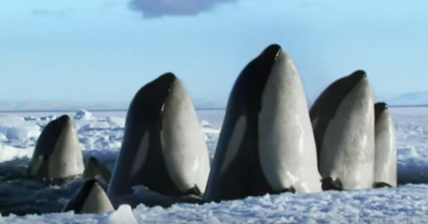 It’s Hard To Put Into Words How Special Video Is, You Just Have To Watch It To See [video] - picture 2