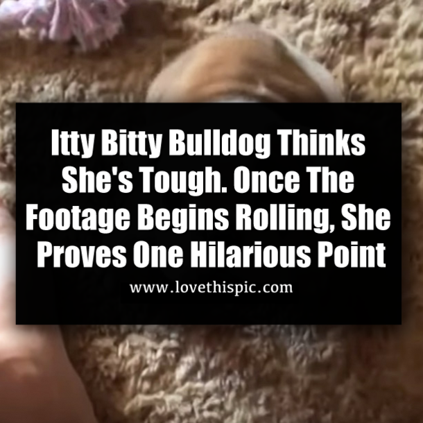 Itty Bitty Bulldog Thinks She's Tough. Once The Footage Begins Rolling, She Proves One Hilarious Point