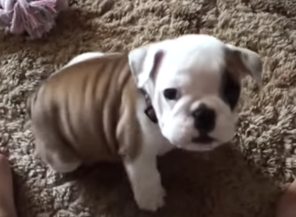 Itty Bitty Bulldog Thinks She's Tough. Once The Footage Begins Rolling, She Proves One Hilarious Point - picture 2