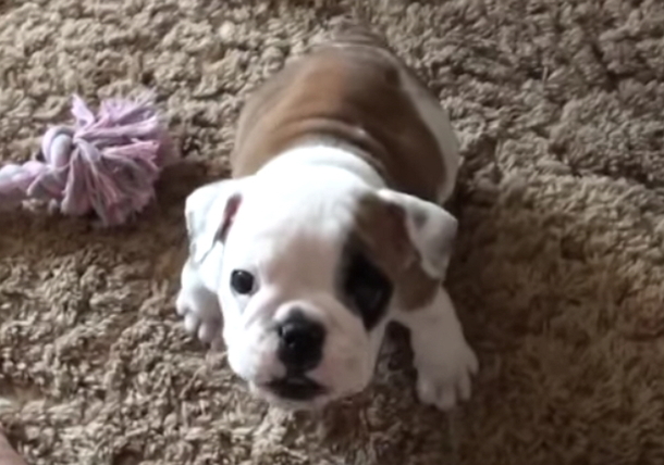 Itty Bitty Bulldog Thinks She's Tough. Once The Footage Begins Rolling, She Proves One Hilarious Point - picture 3