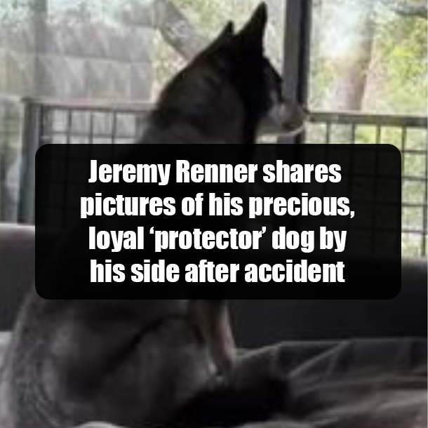 Jeremy Renner shares pictures of his precious, loyal ‘protector’ dog by his side after accident