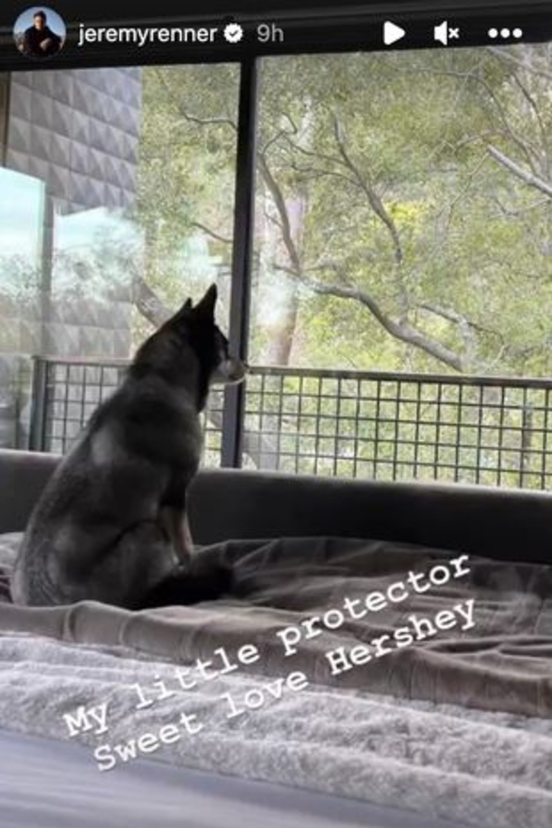 Jeremy Renner shares pictures of his precious, loyal ‘protector’ dog by his side after accident - picture 3