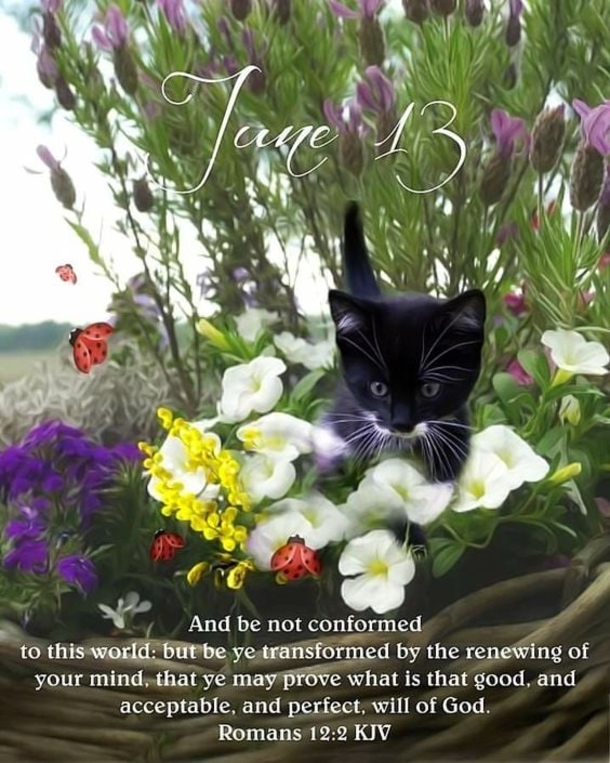June 13 Quotes And Sayings For A Blessed Day - picture 4